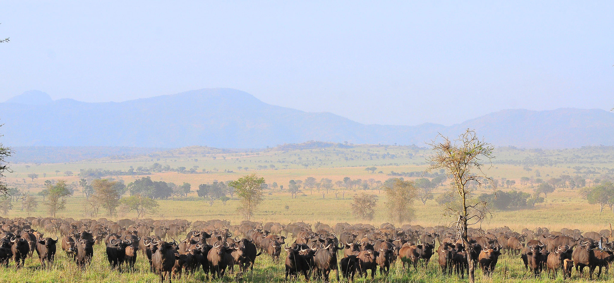 Bwindi National Park Buffalos Safari with Ruach Advnture Safaris, Uganda East Africa