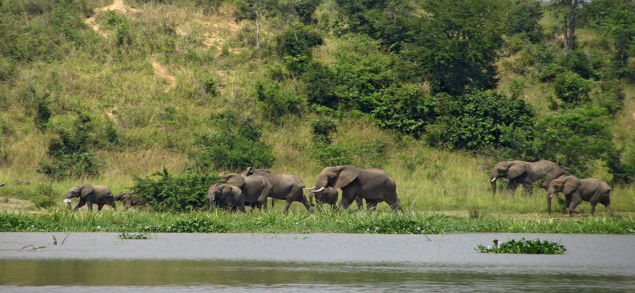 Bwindi National Park Elephant Safari with Ruach Advnture Safaris, Uganda East Africa